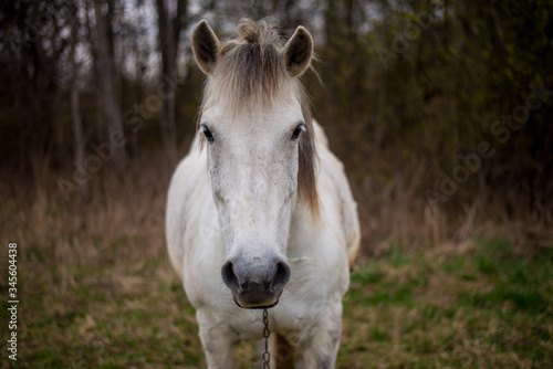 Portrait of a beautifil white horse