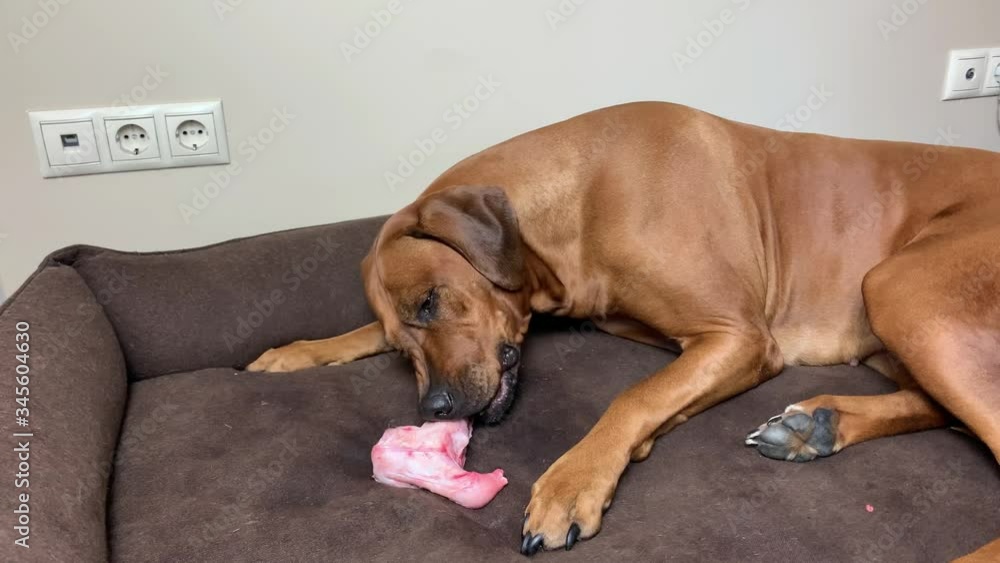 Big brown Rhodesian ridgeback dog eating chewing and licking big natural raw meaty bone. Big brown Rhodesian ridgeback dog eating chewing and licking big natural raw meaty bone.