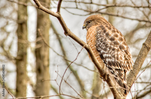 Red-Shouldered Hawk on Chilly Morning