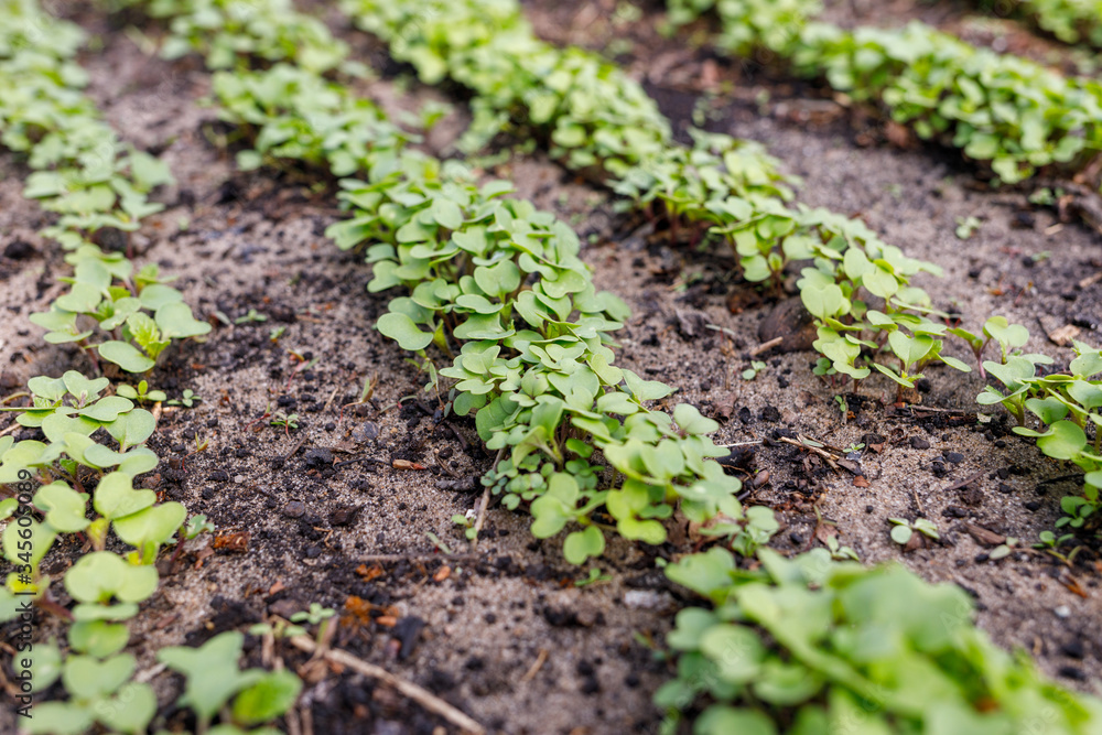 radish leaves in a greenhouse on the ground radish leaves in a greenhouse on the ground