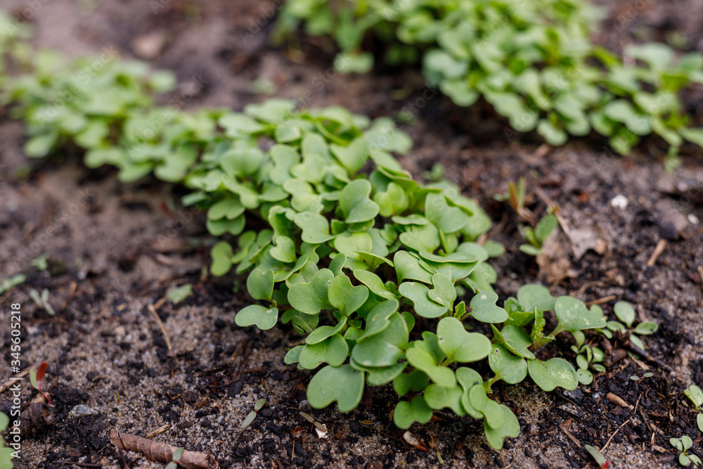 radish leaves in a greenhouse on the ground radish leaves in a greenhouse on the ground