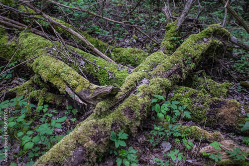 fallen tree with moss