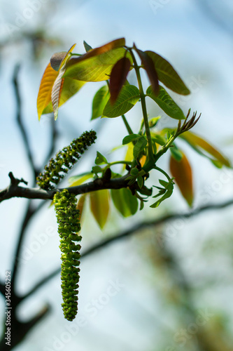 branch of a young nut against the sky