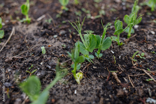 pea sprouts on the ground in a greenhouse