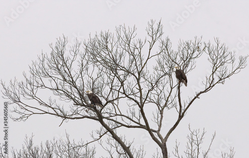 Bald Eagle Couple in Bare Tree