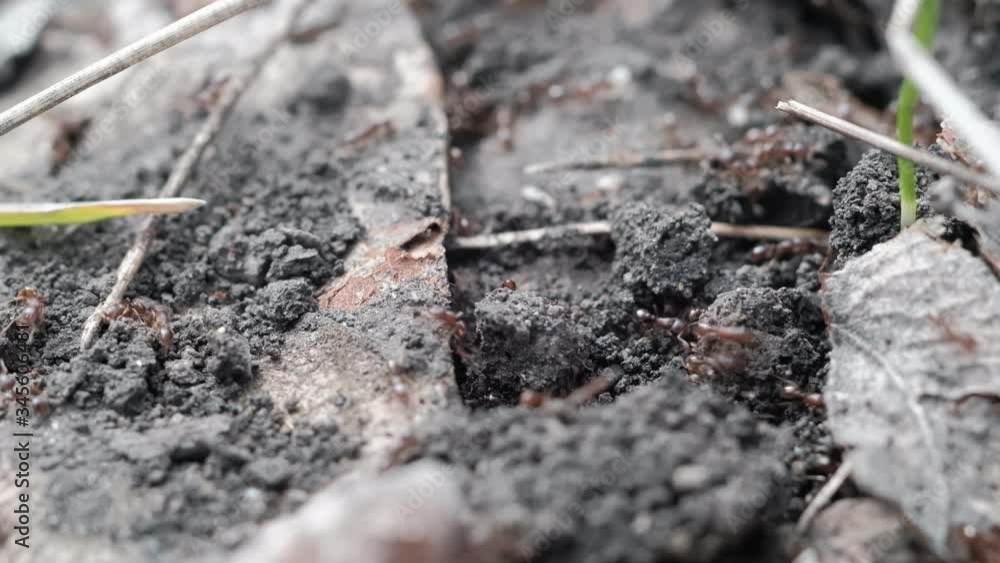 Monomorium ants work in an anthill. close-up. many individuals 4k Monomorium ants work in an anthill. close-up. many individuals 4k