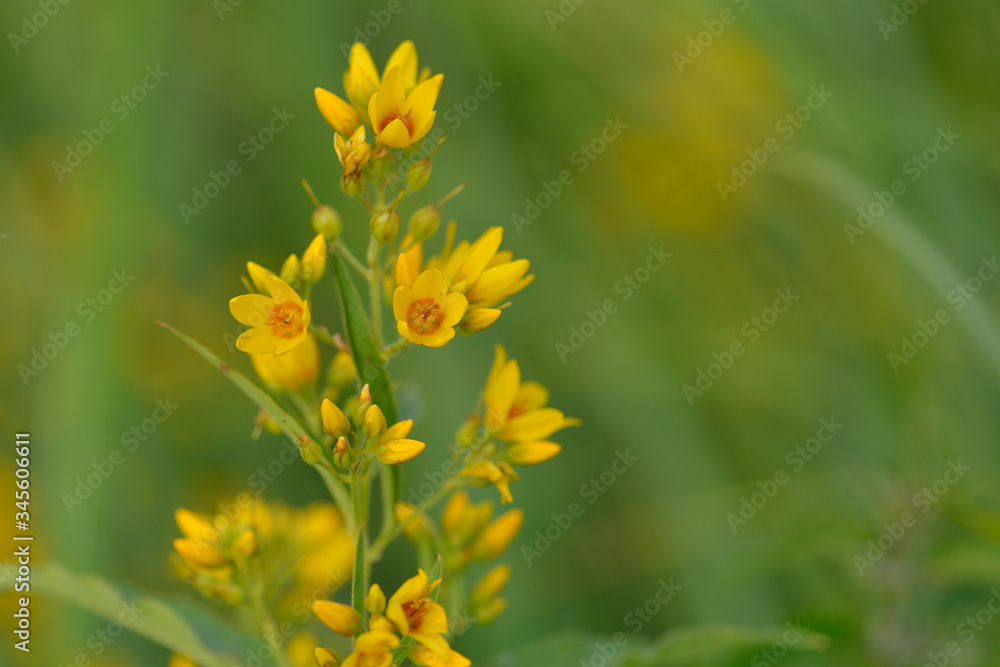 Blüte des Gewöhnlichen Gilbweiderich (Lysimachia vulgaris) Blüte des Gewöhnlichen Gilbweiderich (Lysimachia vulgaris)