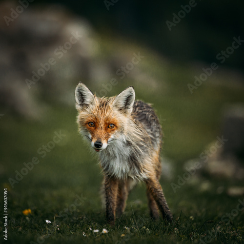 portrait of a fox in the wild forest © szaboerwin