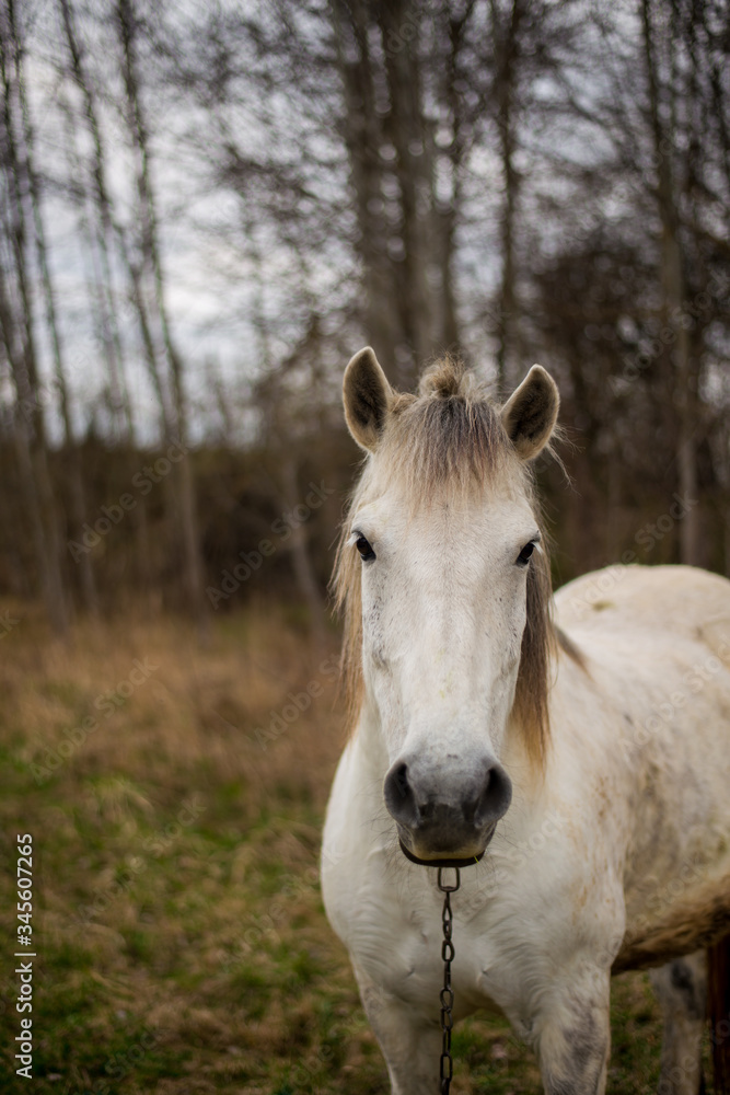 Portrait of a beautifil white horse Portrait of a beautifil white horse