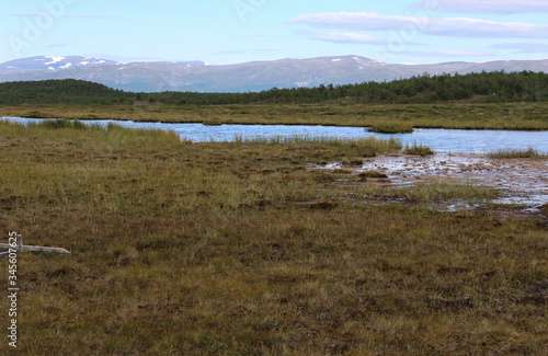 Mountain wetland in arctic tundra in abisko national park, northern Sweden