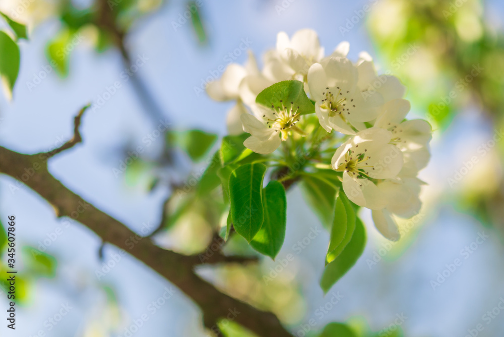 apple tree blossom apple tree blossom
