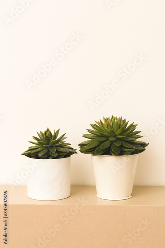Succulent plant indoor decorative pot flower with copy space.
