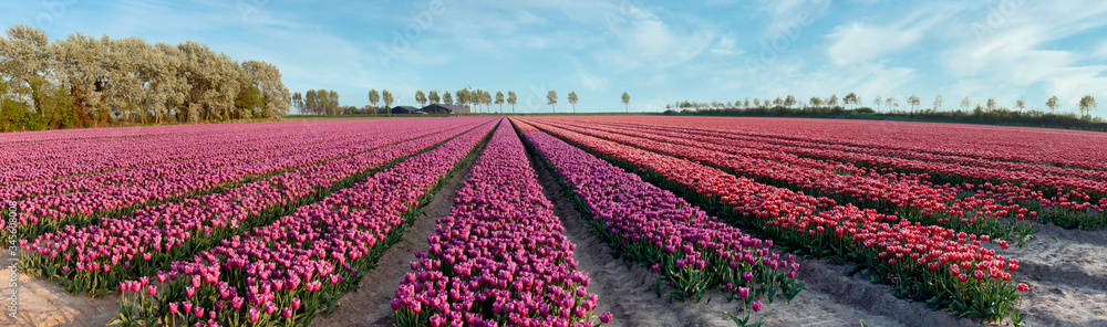 Field of tulips Panorama of Dutch landscape, with colorful flowers, spring agriculture