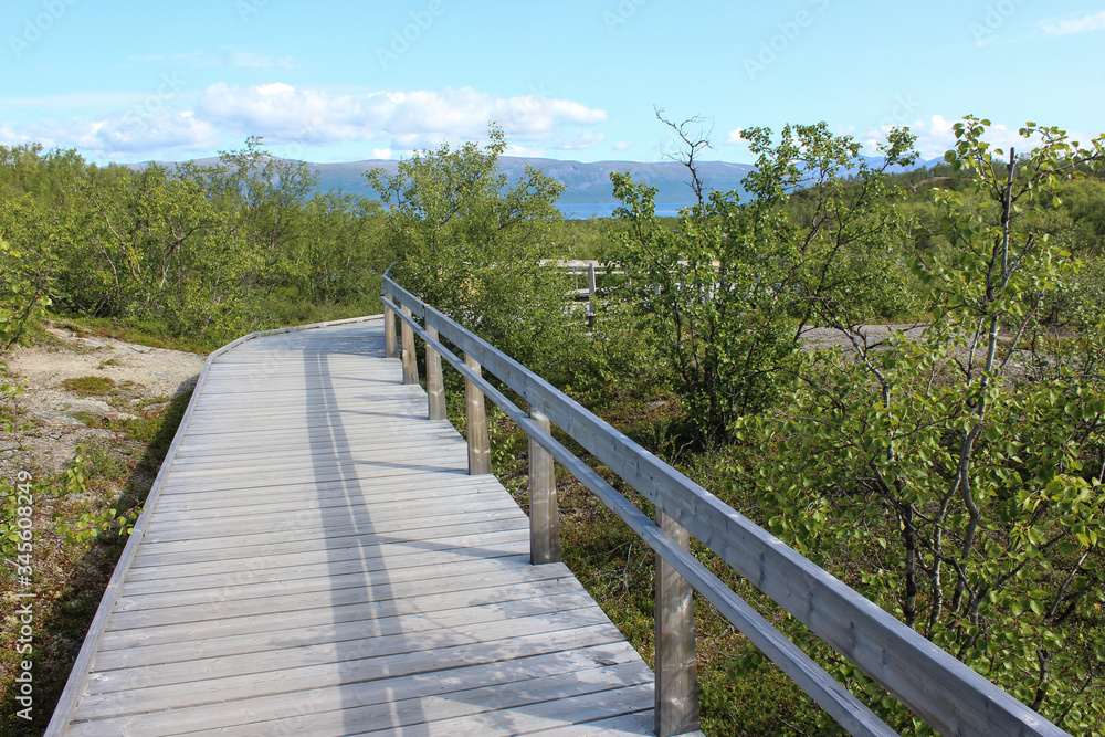 Hikers trail through forest in abisko national park, northern sweden