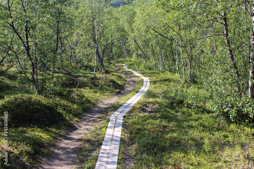 Hikers trail through forest in abisko national park, northern sweden