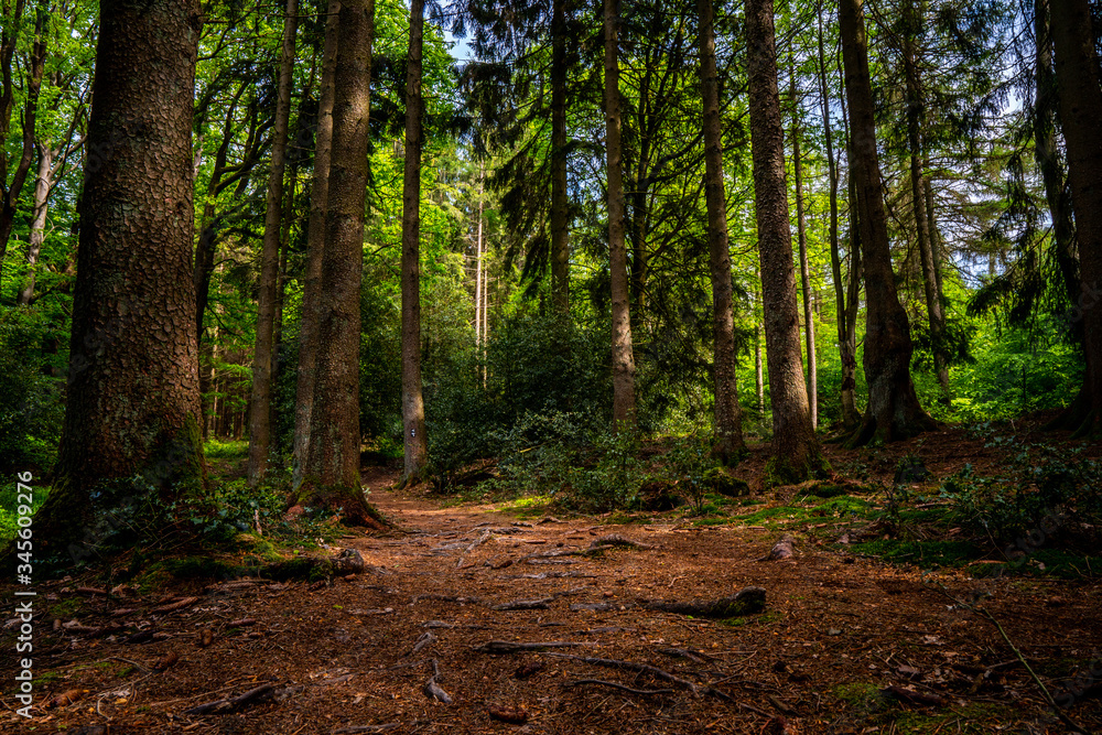 Fototapeta premium Uriger Wurzel Wanderweg 