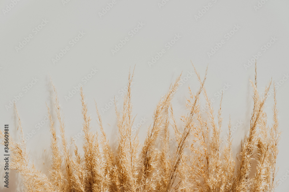 Fototapeta Reeds bouquet on beige background. Copy space