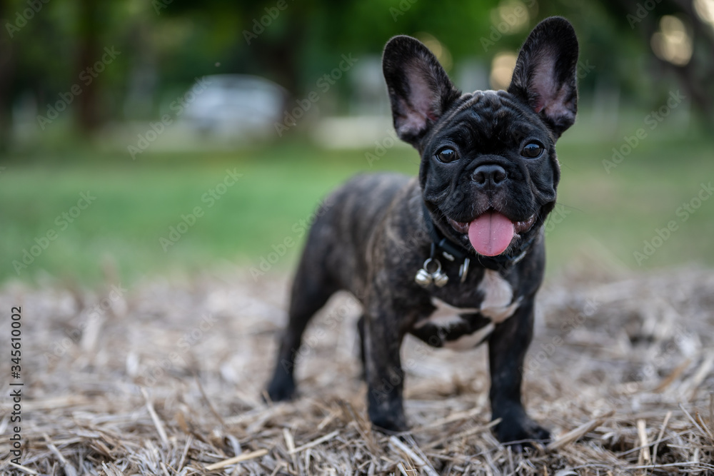 Brindle French bulldog puppy standing alone outside. Brindle French bulldog puppy standing alone outside.