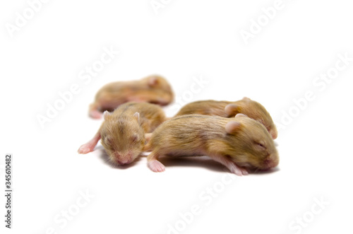 Baby hamsters on white