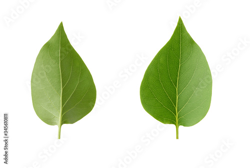 green leaf of lilac is isolated on a white background