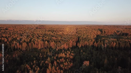 4K aerial bright autumn sunset high quality video footage of lush bright red and brown countryside forest and fields in rural village outskirts in Yaroslavl region of Russia photo