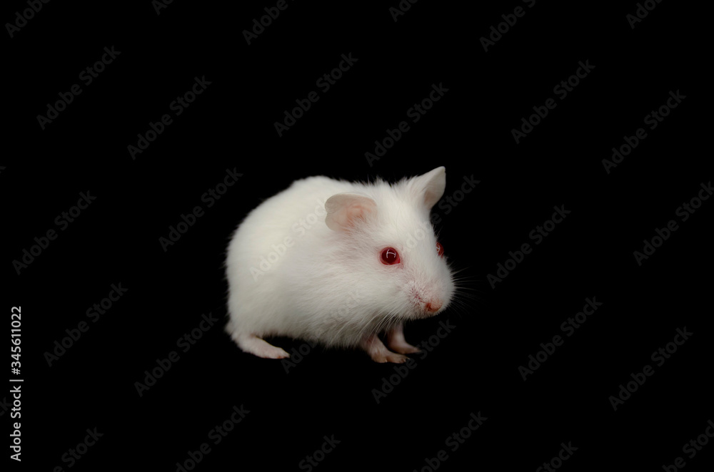 Albino hamster black back Albino hamster black back