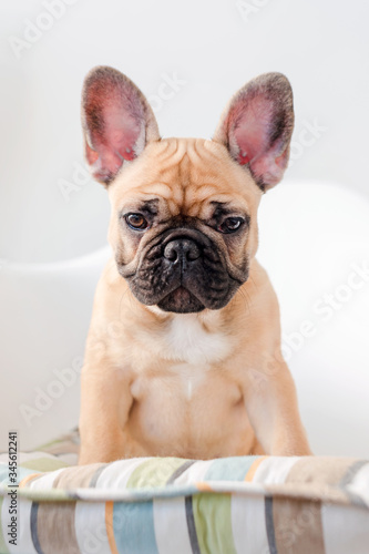 French bulldog sits on a chair looking at the camera. Dog waiting for food in the kitchen © Magryt