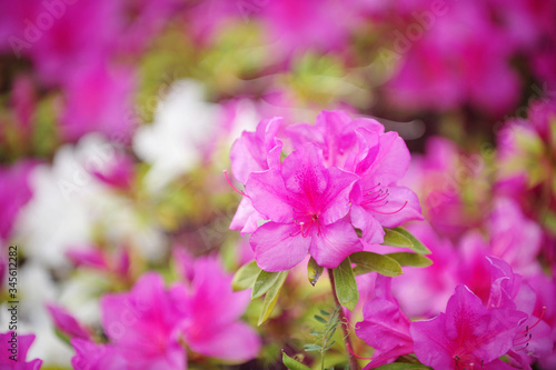 Fototapeta Naklejka Na Ścianę i Meble -  The blooming Satsuki azalea flower 