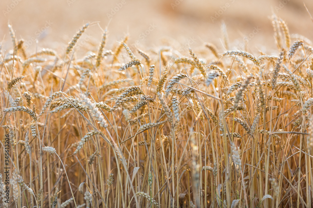 Fototapeta premium Weizenfeld in Deutschland Ende Juli