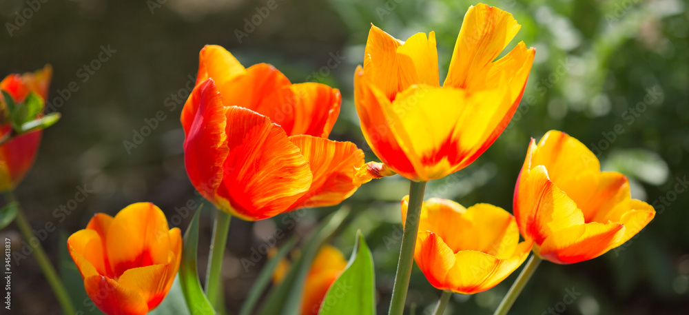 Yellow tulip flowers close up in spring garden. Yellow tulip flowers close up in spring garden.