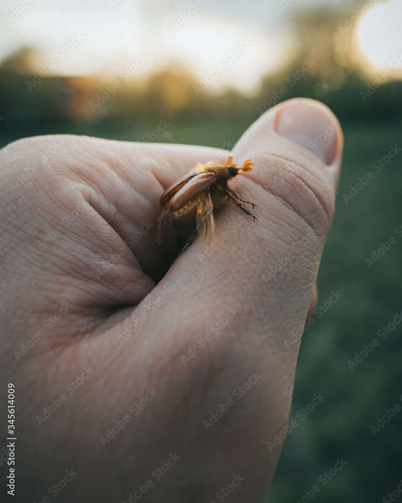Obraz premium Bug on hand