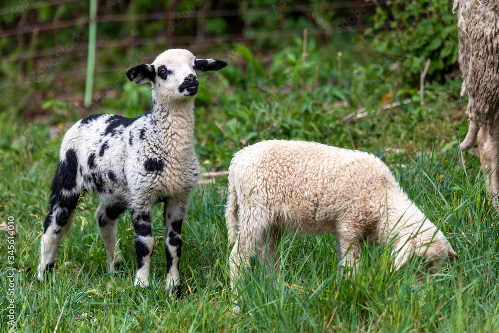 Lämmer auf der Weide im Frühling