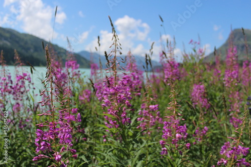 Mountain lake and flowers