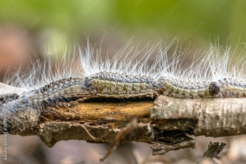 Oak processionary caterpillars