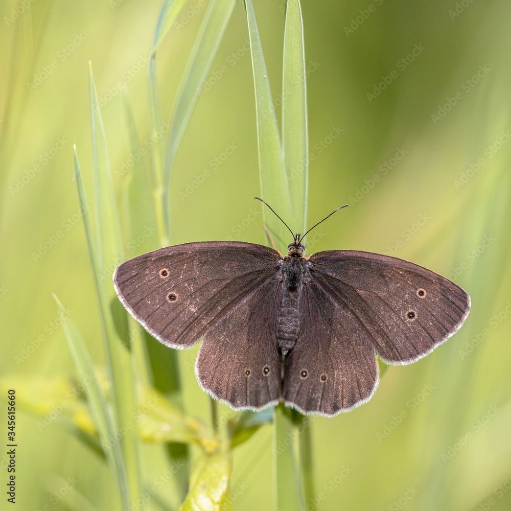 Fototapeta premium Ringlet butterfly