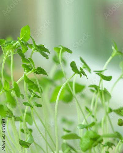 Green leaves on blurred background. Isolation,home garden. Young basil.