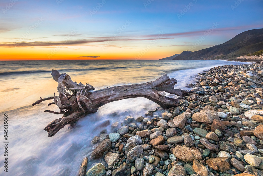 Fototapeta premium Tree trunk driftwood