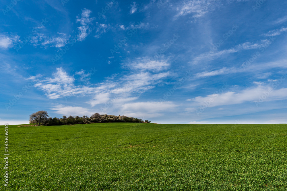 beautiful green field with flowering trees in the background and beautiful blue sky, Czech Republic beautiful green field with flowering trees in the background and beautiful blue sky, Czech Republic