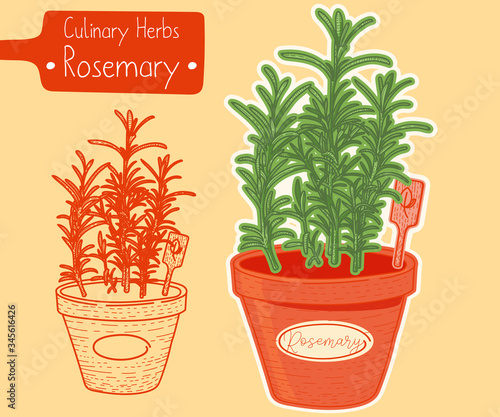 Rosemary growing in a pot