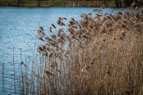Foto Last year's reeds in an urban pond in the month of may.