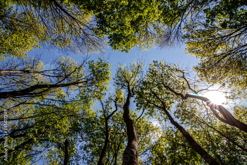 trees and sky