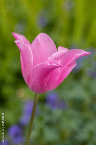 Pink tulip in flower