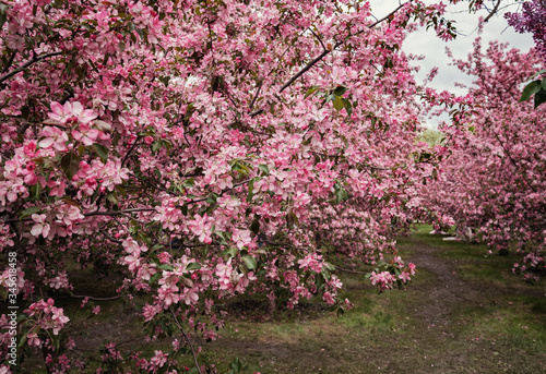 Pink flowers of Apple trees in the spring in Kolomenskoye Park in Moscow