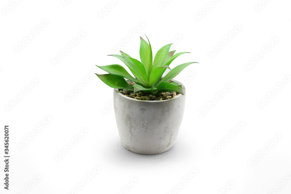 Plant in a pot