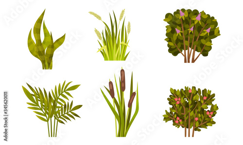 Different Lush Bushes and Grass with Reed Plant Vector Set