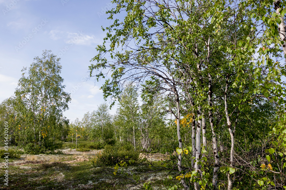 Fototapeta premium Birch grove and bright blue sky. Green trees in the summer forest. Travel on nature. Landscapes, North