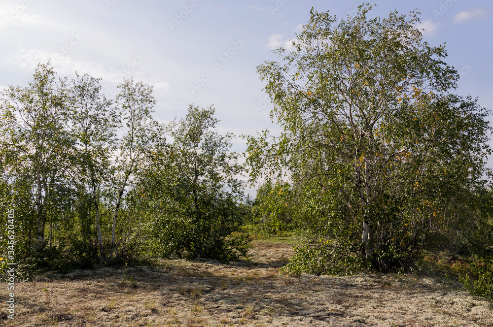 Birch grove and bright blue sky. Green trees in the summer forest. Travel on nature. Landscapes, North Birch grove and bright blue sky. Green trees in the summer forest. Travel on nature. Landscapes, North