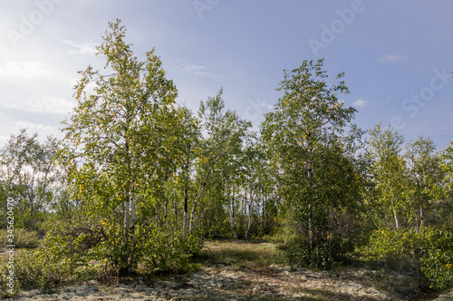 Birch grove and bright blue sky. Green trees in the summer forest. Travel on nature. Landscapes  North