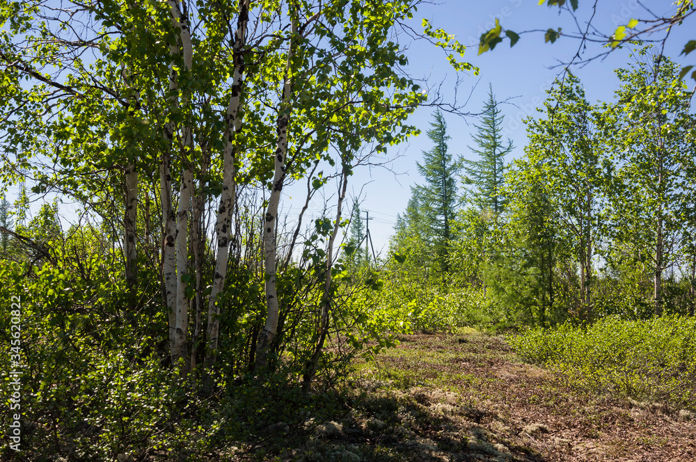 Birch grove and bright blue sky. Green trees in the summer forest. Travel on nature. Landscapes, North Birch grove and bright blue sky. Green trees in the summer forest. Travel on nature. Landscapes, North
