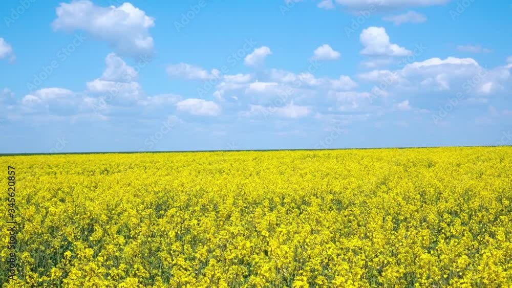 The wind shakes yellow rapeseed flowers against a blue sky with clouds. The wind shakes yellow rapeseed flowers against a blue sky with clouds.